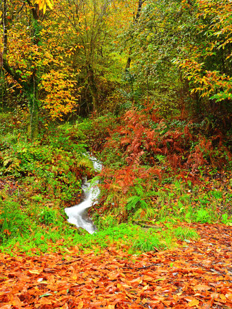 Autumn landscape with small waterfall in the forest. Colorful leaves on the ground.の写真素材