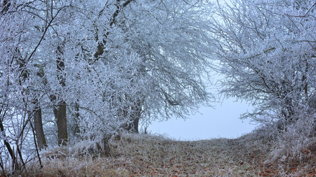 Winter landscape with trees covered with hoarfrost. Frosty morningの写真素材