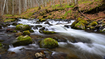 Mountain stream in the forest. Spring in the Carpathians.の写真素材
