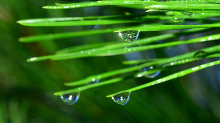 Water drops on the pine needles. Shallow depth of field.の写真素材