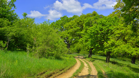 Dirt road in the green forest on a sunny spring day.の写真素材