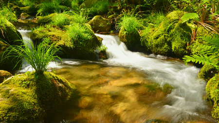 Mossy rocks and flowing water in a stream in the forest. Water cycle.の写真素材
