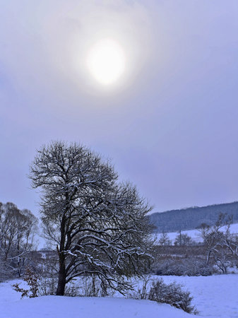 Winter landscape with snow covered trees and blue sky with sun in the background.の写真素材