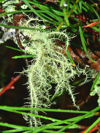 Fruticose lichen on a pine branch in the forest. Close-upの写真素材