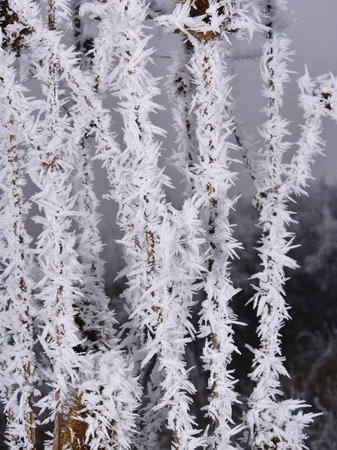 Hoarfrost on the branches of trees in the winter forest. Cold weather, low temperatures.の写真素材