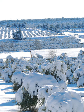 Winter landscape with snow covered olive trees. Les Garrigues, Catalonia, January 2010.の写真素材
