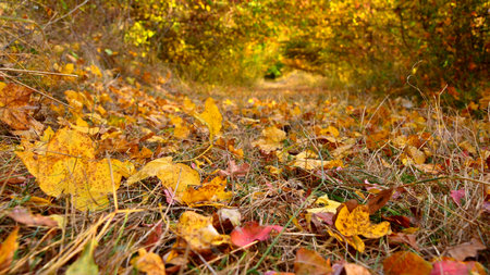 Autumn leaves on the ground in the forest. Autumn background.の写真素材