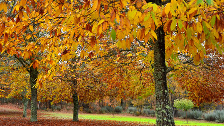 Autumnal trees in the park. Beautiful autumnal background.の写真素材