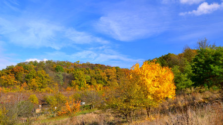 Autumn landscape with yellowed trees on hillside and blue skyの写真素材