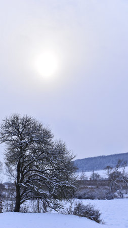 Winter landscape with trees and sun in the background. Snowy scene.の写真素材