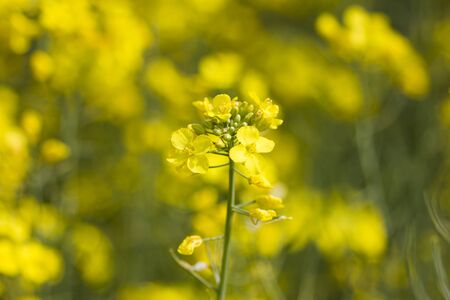 rapeseed 1の写真素材