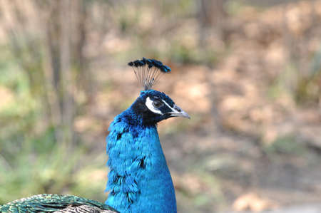peacockの写真素材