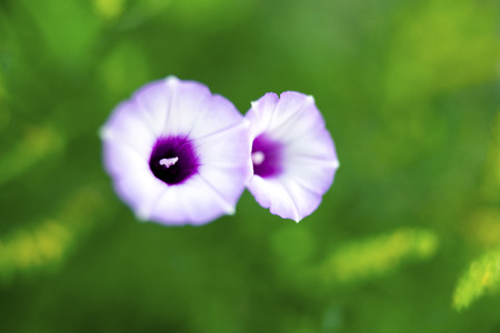 morning gloryの写真素材