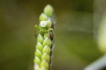 spiderの写真素材