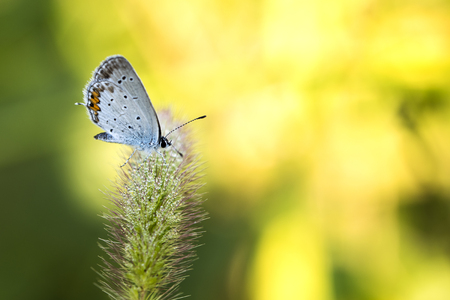 butterflyの写真素材