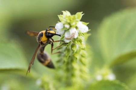 beeの写真素材