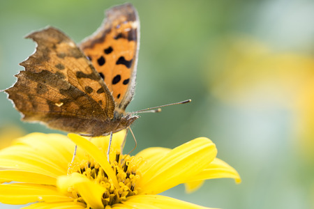 butterflyの写真素材
