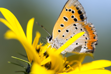 butterflyの写真素材