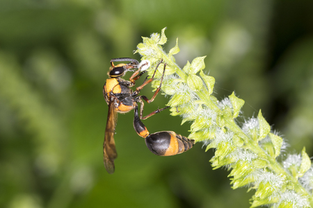 beeの写真素材