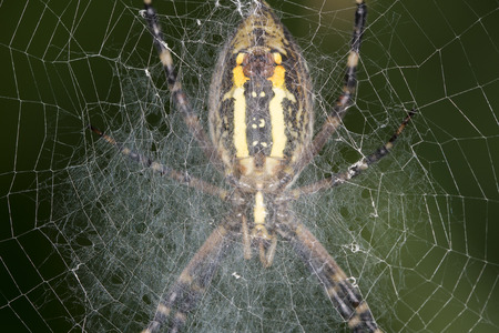 spiderの写真素材