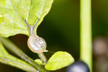 snailの写真素材