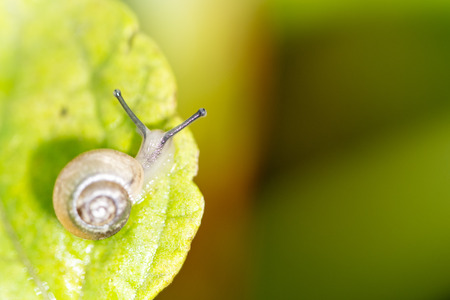 snailの写真素材