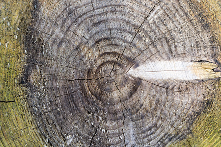 tree ringの写真素材