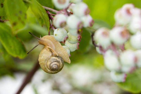 snailの写真素材