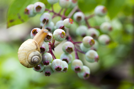 snailの写真素材