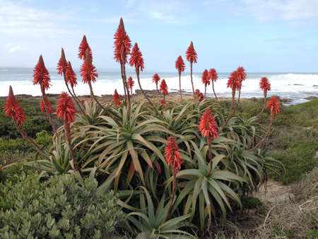 Aloes on the beach Western Cape Floral kingdomの素材
