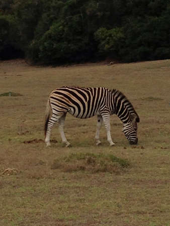 Grazing zebraの素材