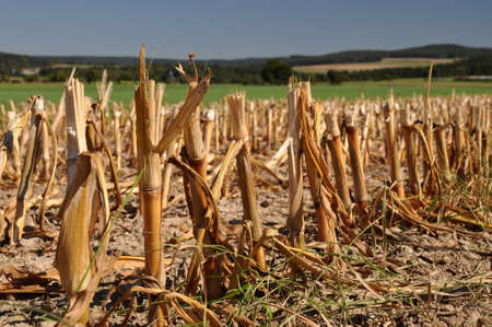 Cut stalks of corn plants on a harvested field. Cut stipes of corn on a harvested field.の写真素材