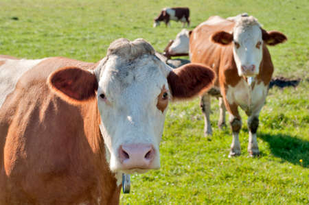 curious cow (Simmental cattle) looking into the camera