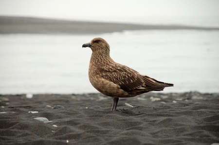 Raubmöwe on lava sand in South-Iceland