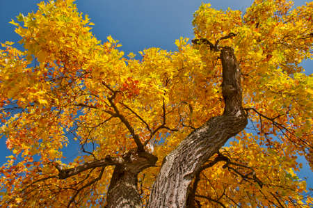 Tulip Tree (Liriodendron tulipifera) with golden leaves in autumn