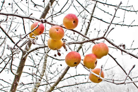 ?pfel auf vereistem Baum bei Raureif / Schneeの写真素材