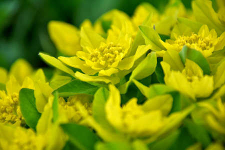 Detailed view of  a Cushion Spurge (Euphorbia epithymoides), a compact, clump-forming  herbaceous...