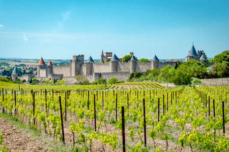 A vineyard in front of the medieval city of Carcasonne, France on a sunny summer dayの写真素材