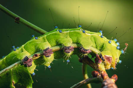 Caterpillar of Giant peacock moth on a cherry tree branch