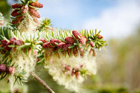 Close up of Spanish fir in bloom spreading yellow pollen from the cones in springの写真素材