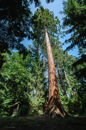 Giant redwood trees on the Eichberg hill near Paudorf in Lower Austria. The Wellingtonia trees have been planted by Adalbert Dungel in 1880.の写真素材