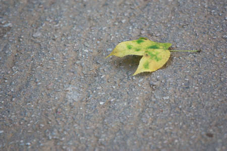 Autumn Leavesの写真素材