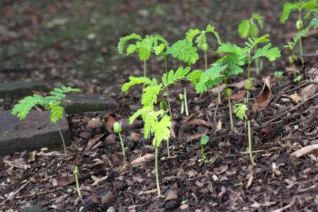 new life the sprout of tamarindの写真素材