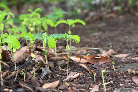 young Tamarind seedingの写真素材
