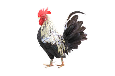 Bantam male with beautiful feathers, Isolated on white background.