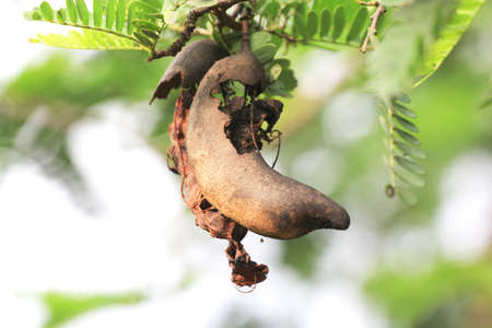 Rotten sweet tamarind  on backgroundの写真素材