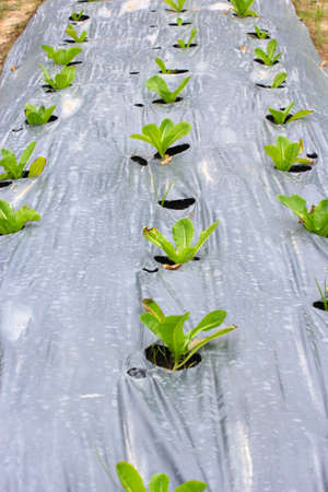  vegetable plot