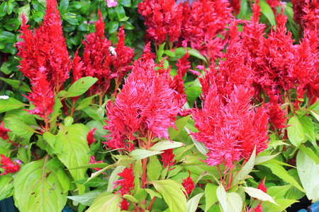 close up of red Cockscomb flowers