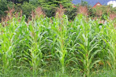 Green corn field