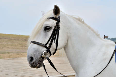 head of a white horse on a background of sky and beveled field in harnessの写真素材
